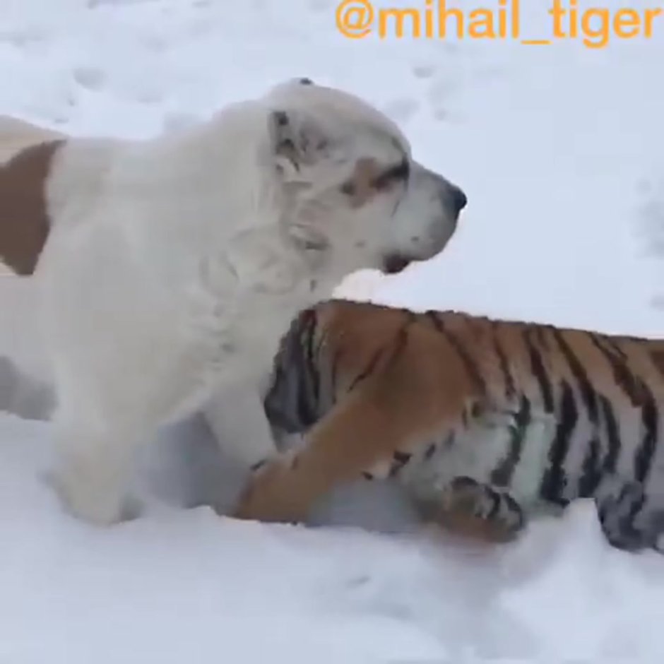 Алабай рыжий