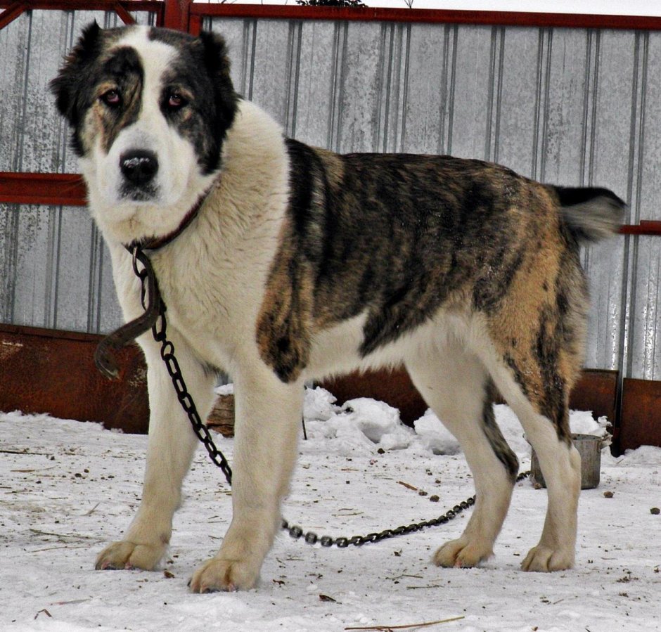 Среднеазиатская овчарка алабай тигровый