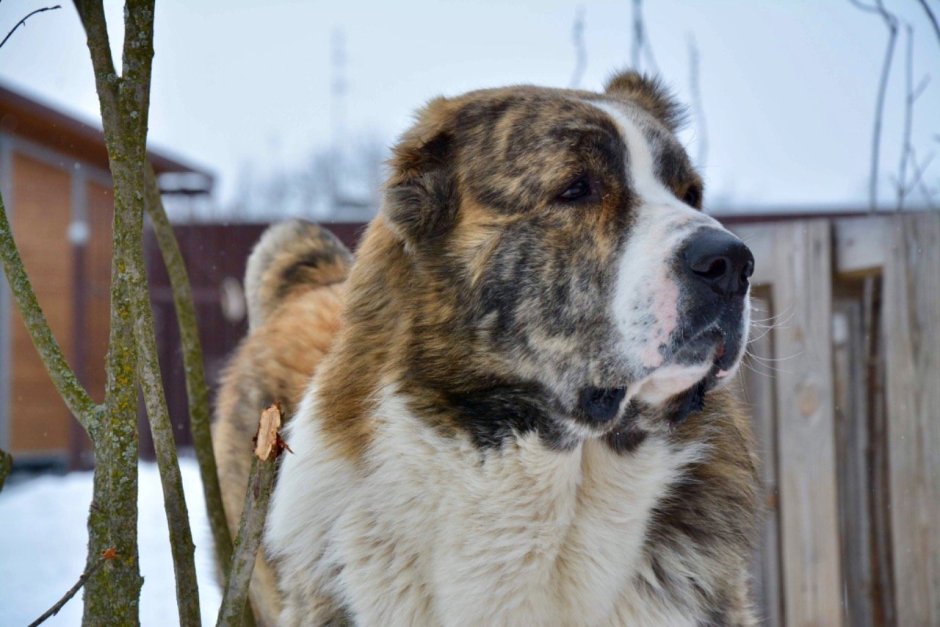 Тигровый алабай