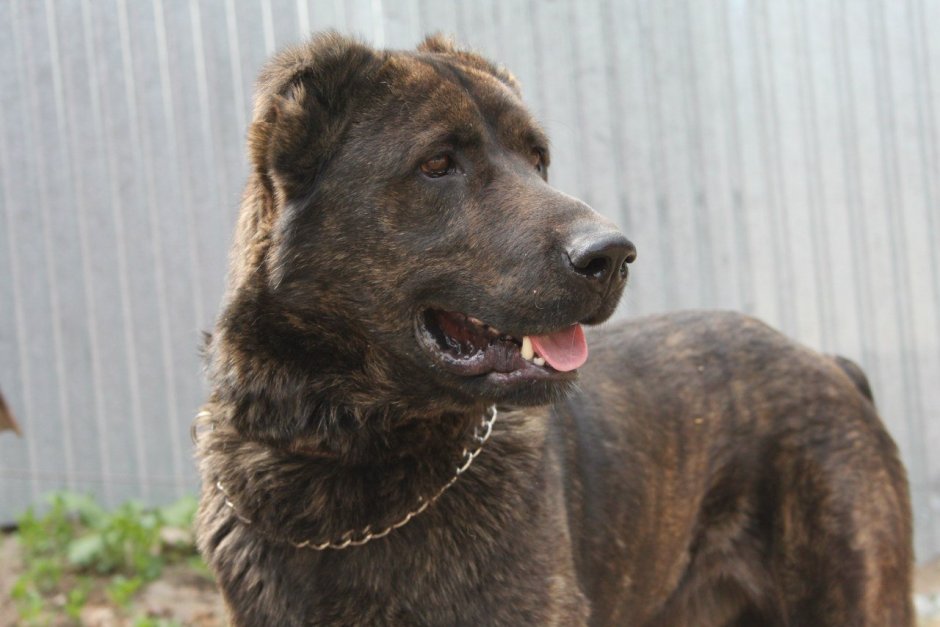 Среднеазиатская овчарка алабай тигровый