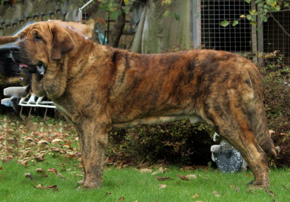 Алабай и боксер