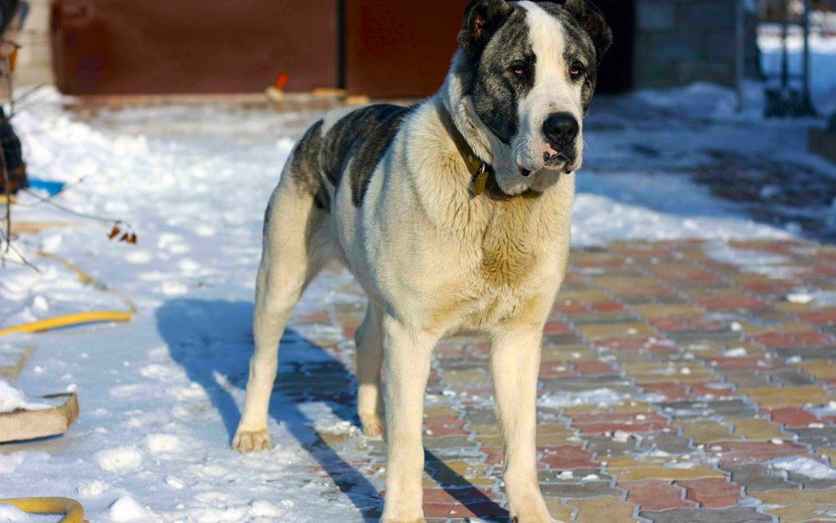 Алабай окрасы Среднеазиатская овчарка