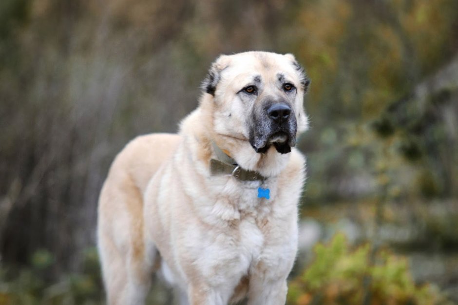 Алабай тигрового окраса