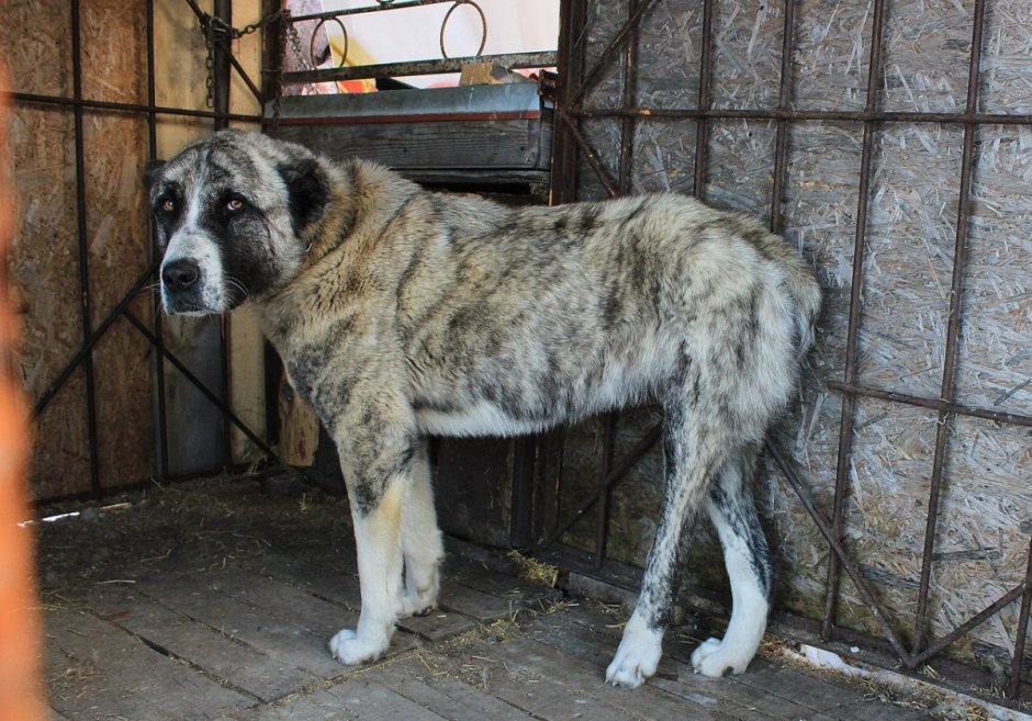 Туркменский волкодав кангал