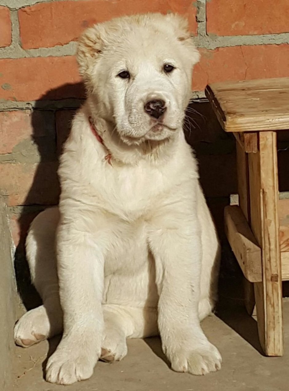 Турецкий волкодав кангал