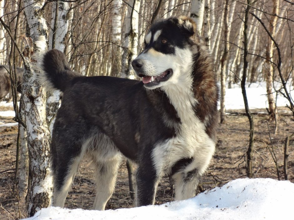 Гладкошерстный алабай тигровый