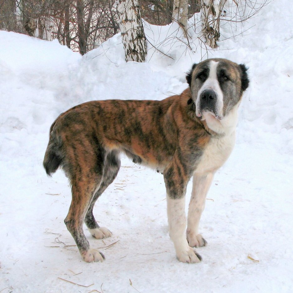 Алабай со стоячими ушами