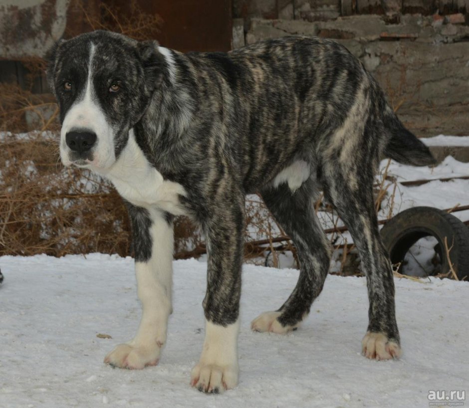 Волкодав кавказский кавказский алабай