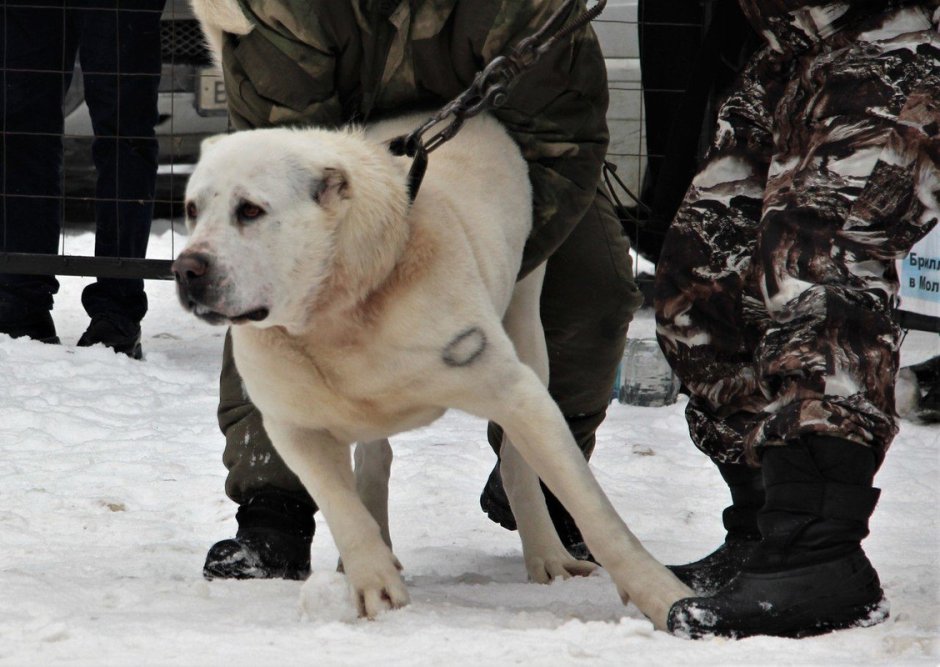 Алабай Среднеазиатская овчарка 5 месяцев