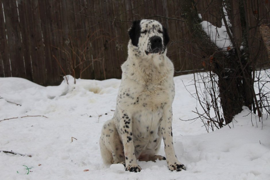 Питбуль метис алабая