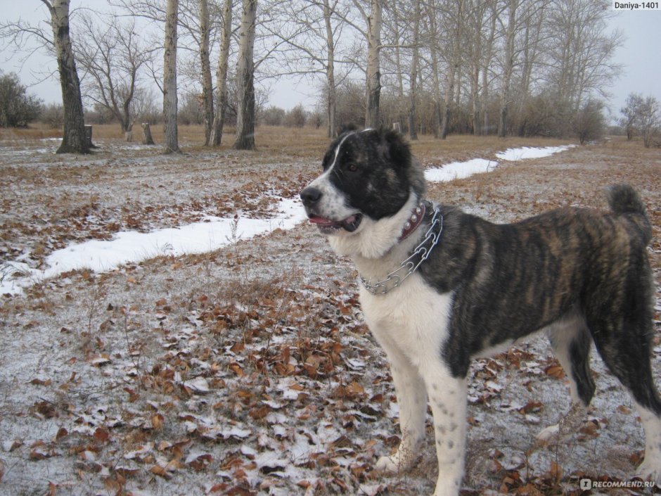 Алабай Афганский тигровый