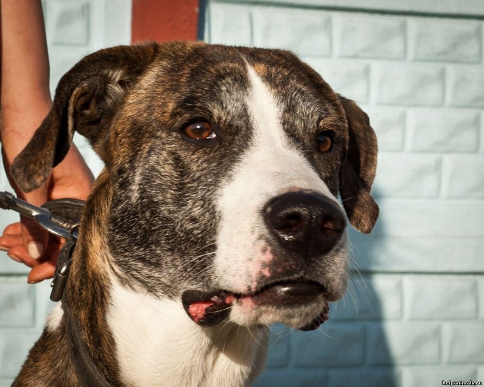 Алабай и тигр