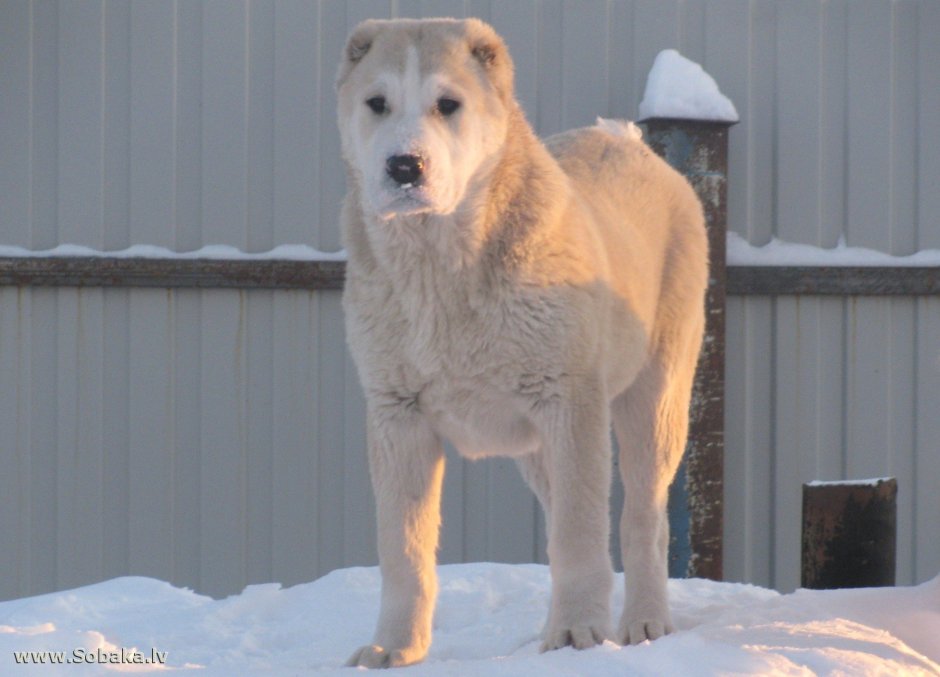 Среднеазиатская овчарка Аборигенная