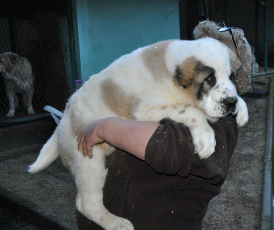 Собачнийбой алабай Туркмен