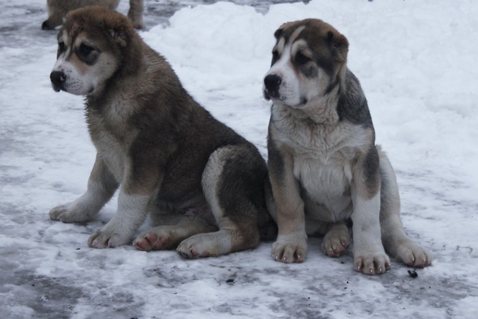 Среднеазиатская овчарка волкодав