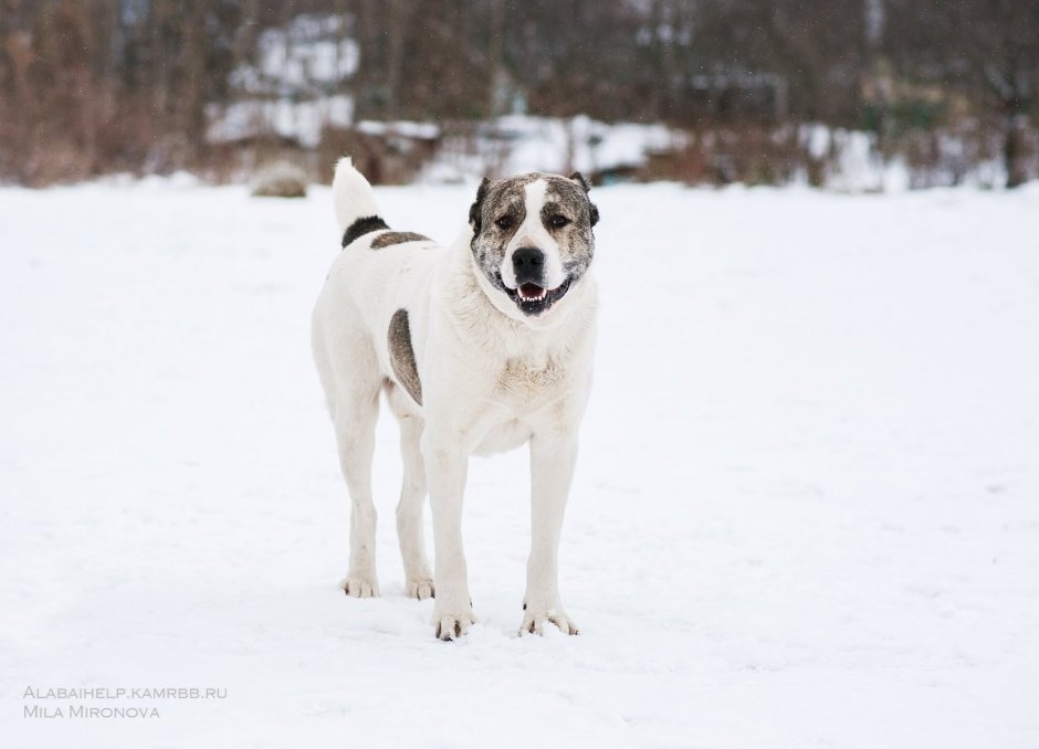 Тигровый алабай