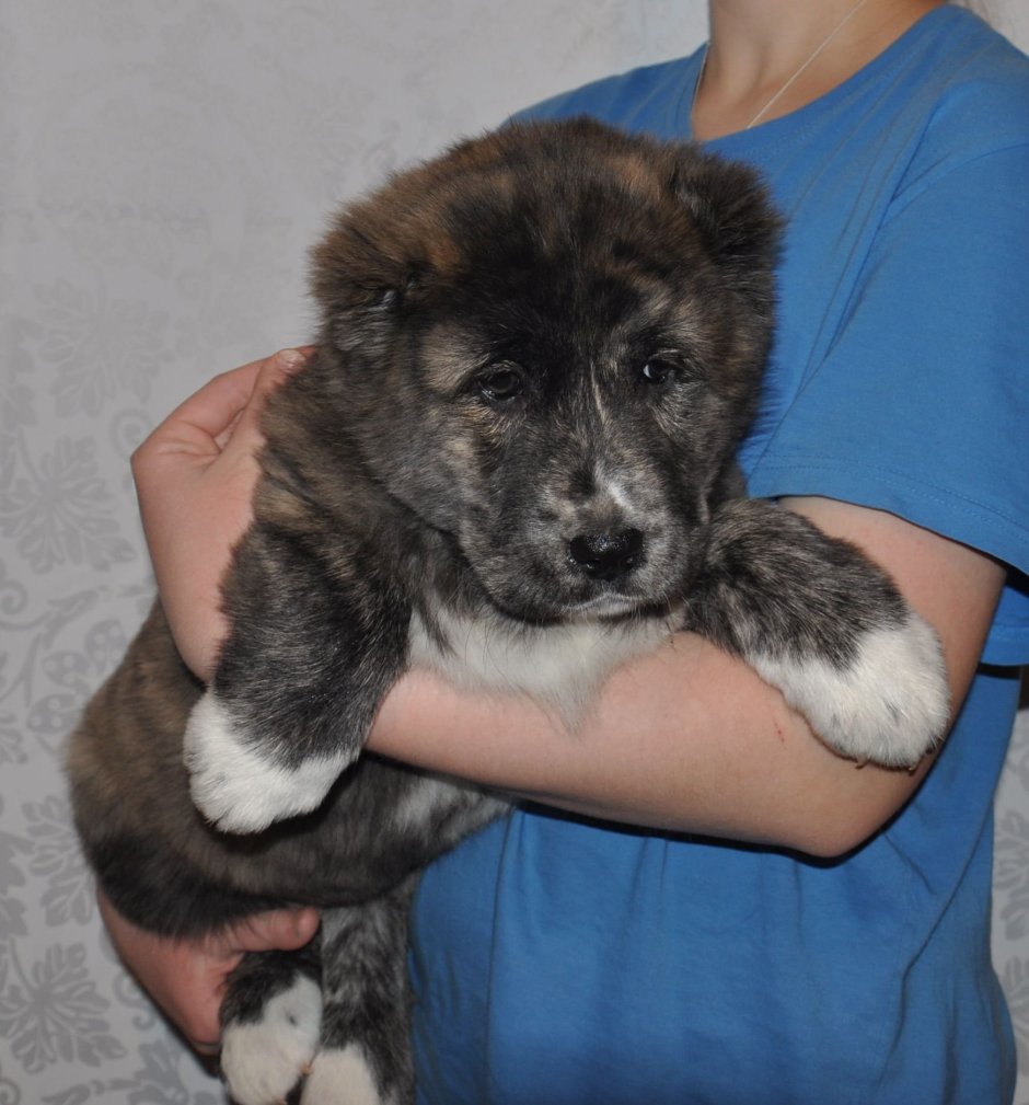 Турецкий кангал злой