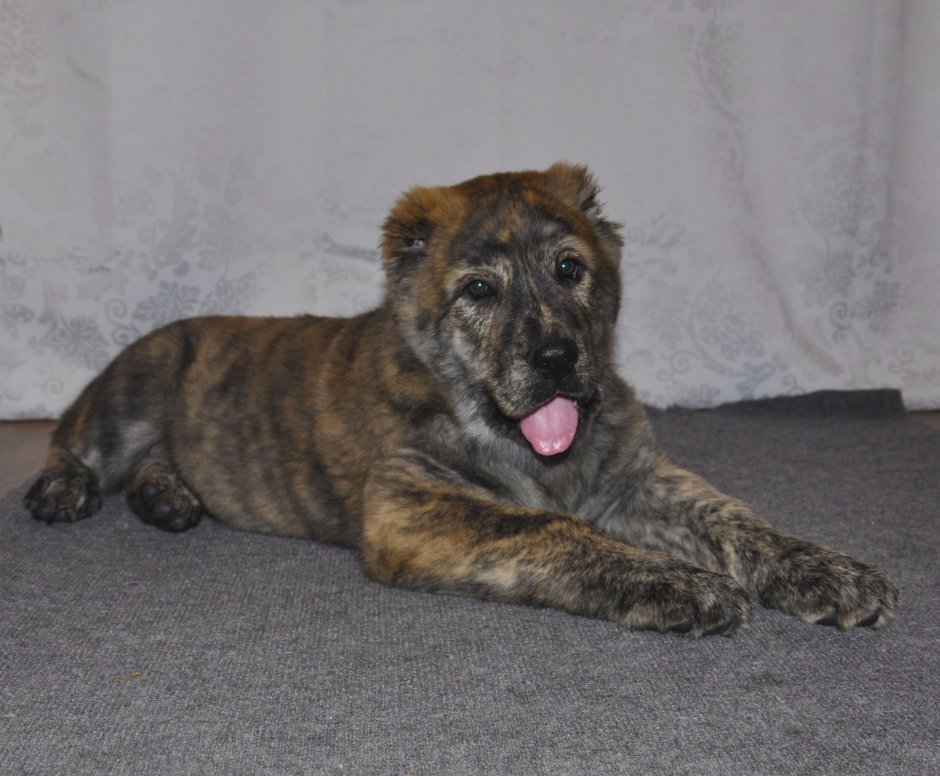 Алабай тигрового окраса