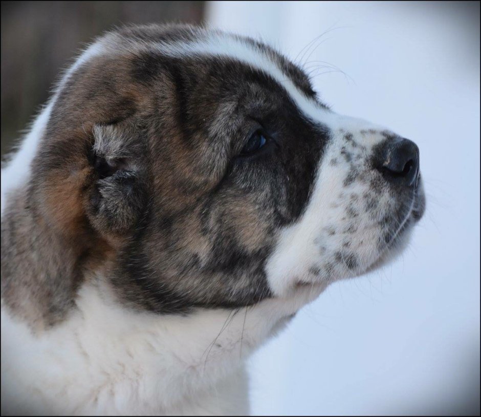 Среднеазиатская овчарка тигровый окрас