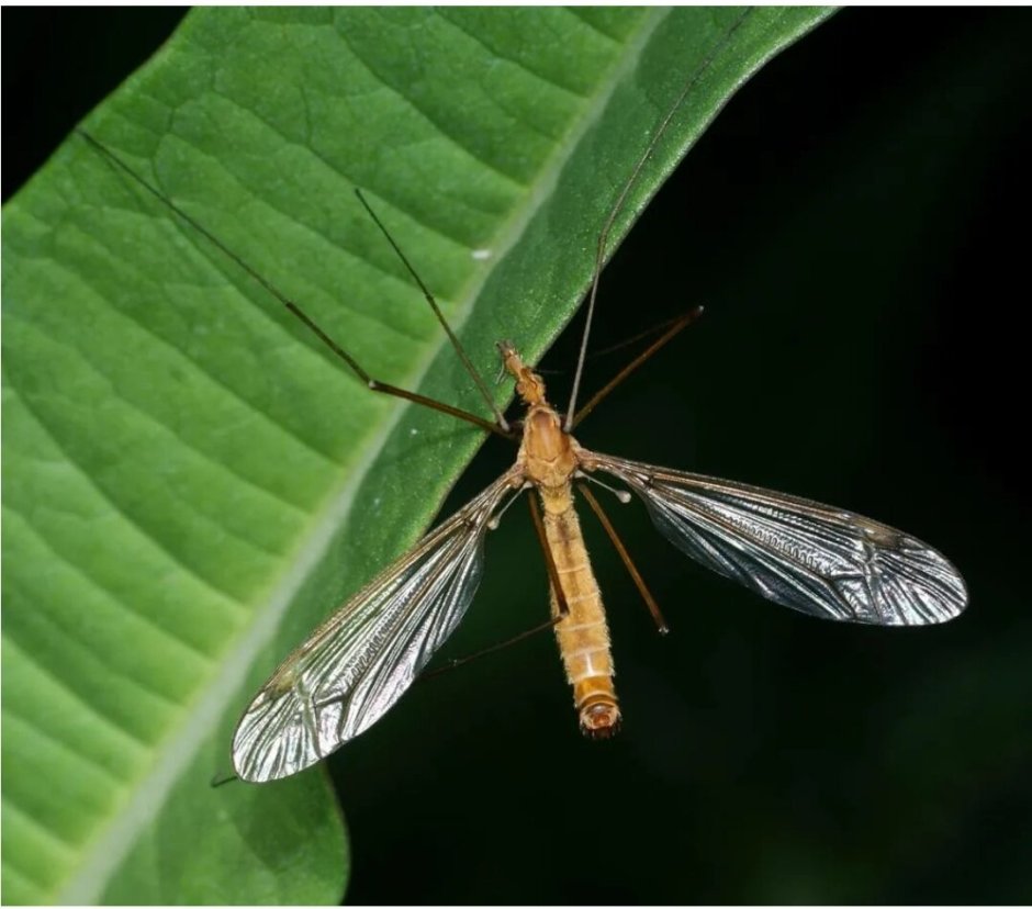 Двукрылые в севере Гренландии долгоножки