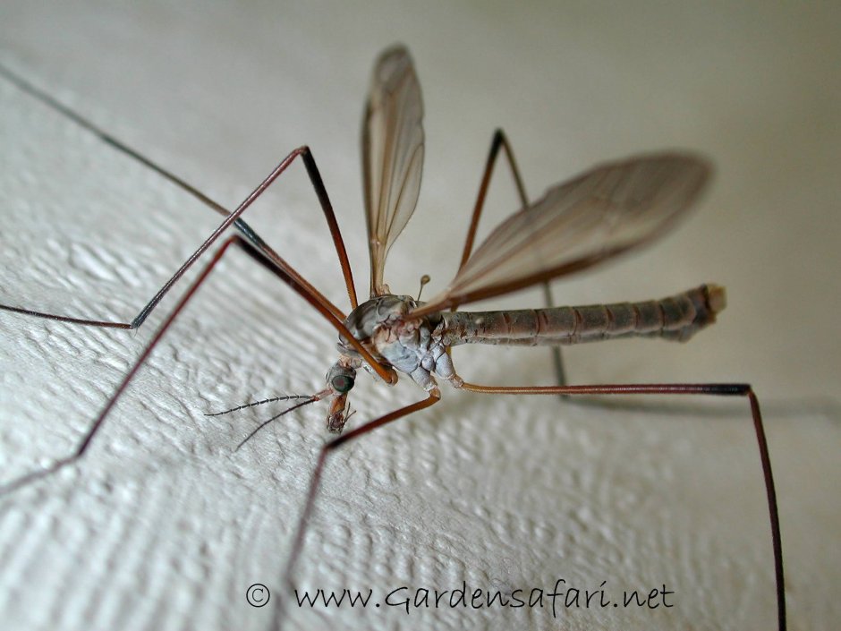 Комар Пискун отделы тела