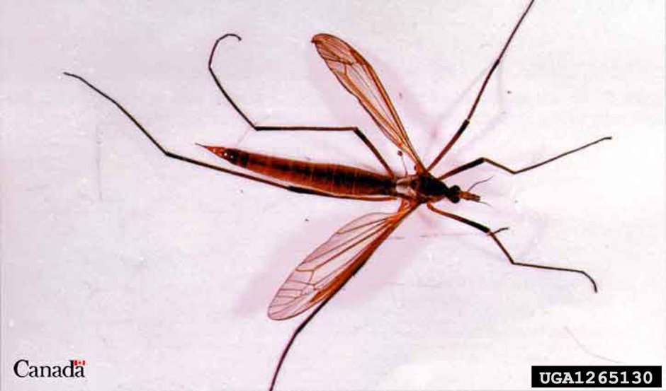 Клопы водомерки Крылья