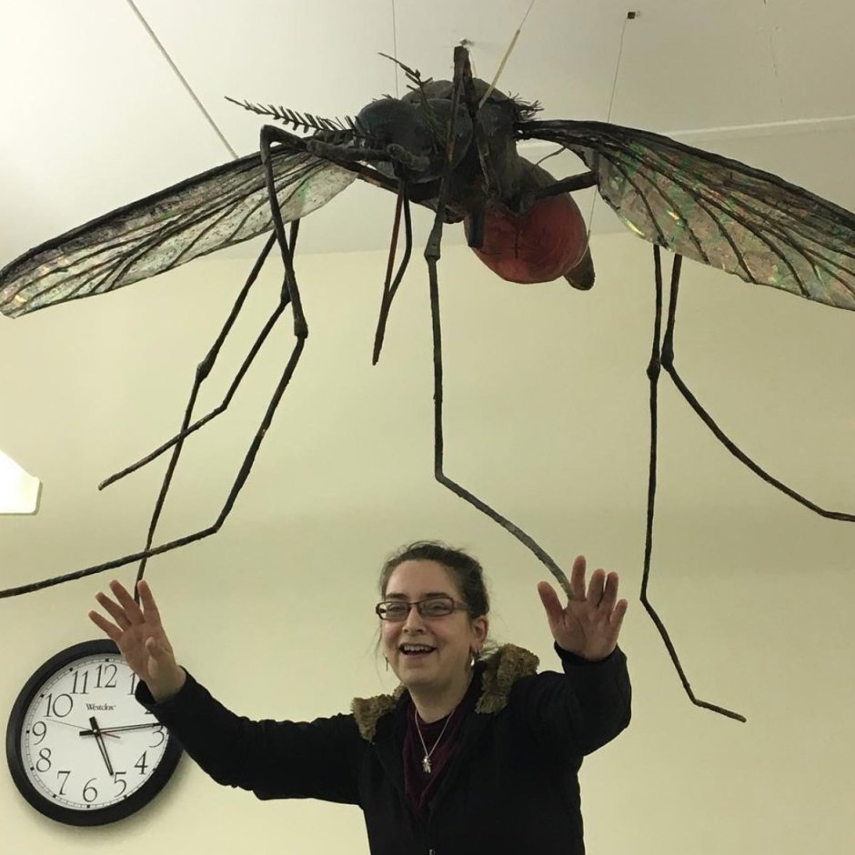 Красная долгоножка