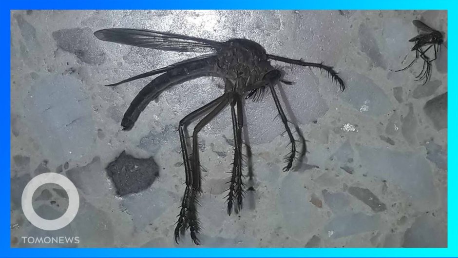 Гигантский Москит