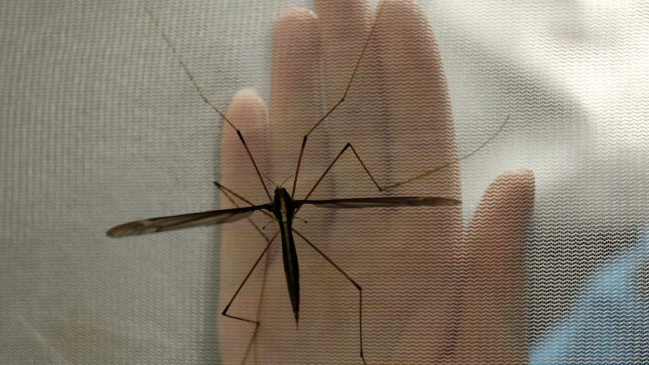 Комар-долгоножка кольчатая