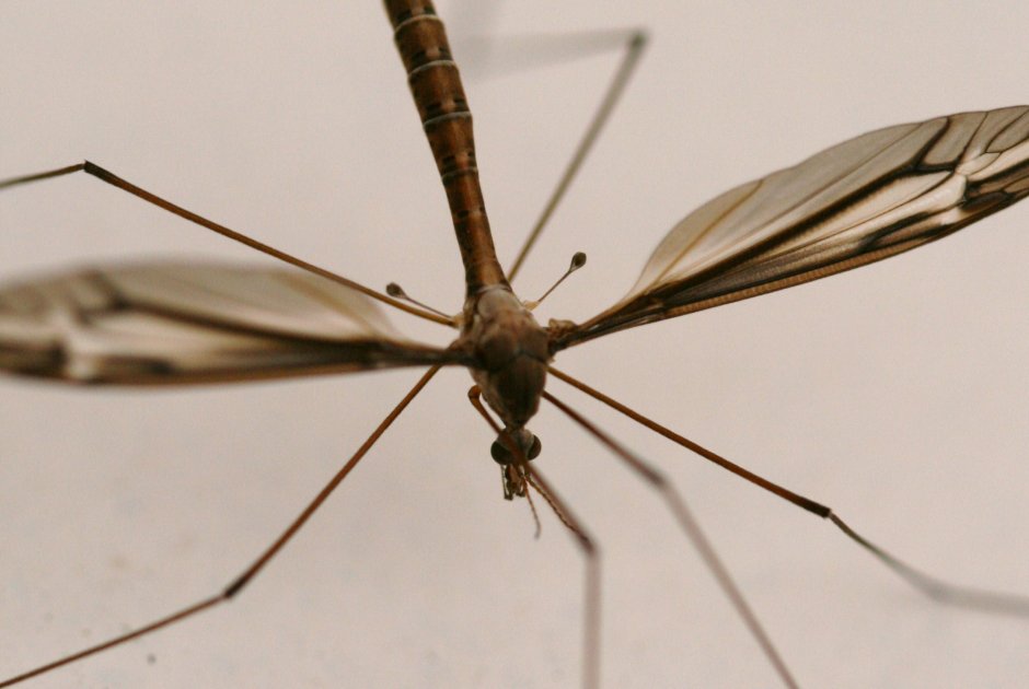 Комар гигант