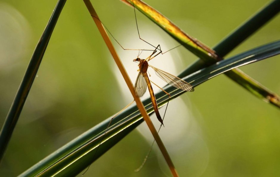 Малярийный комар долгоножка самец