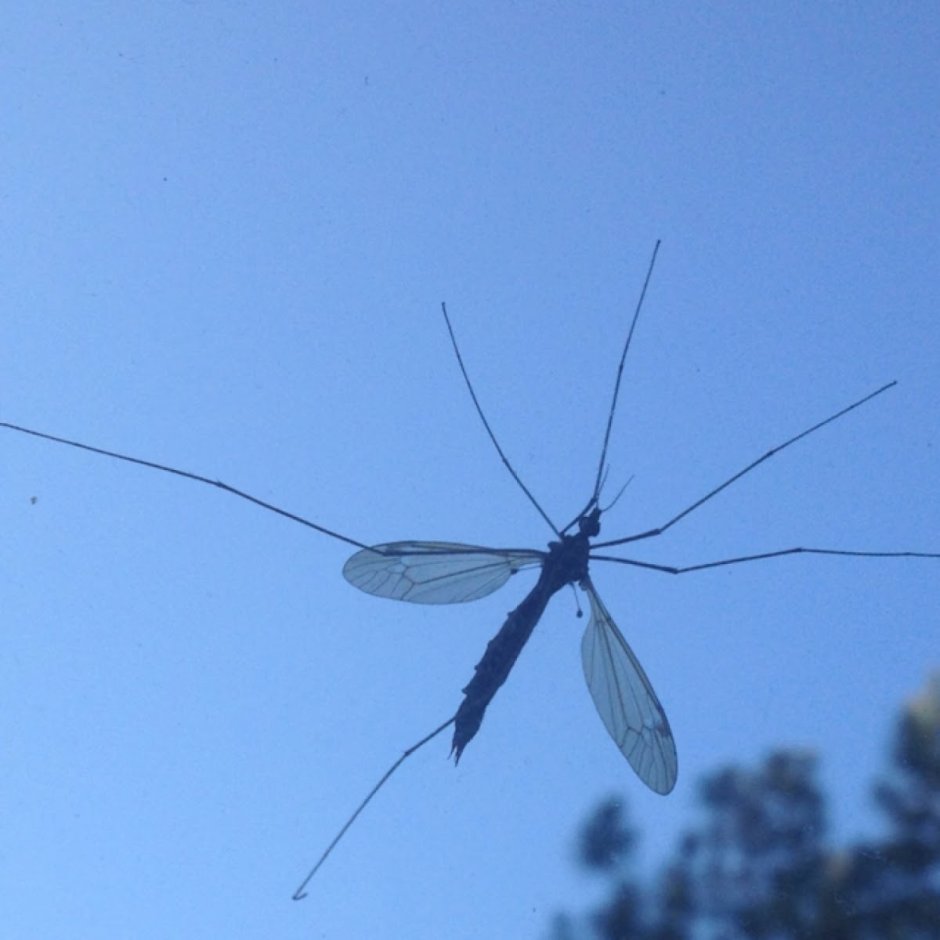 Комар вид сверху