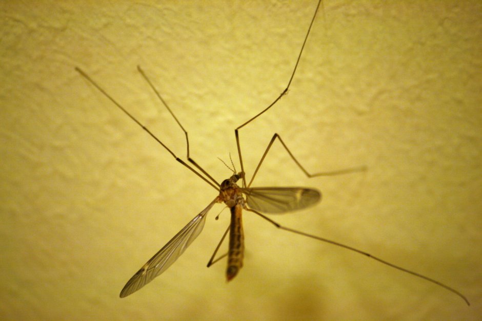 Комар гигант