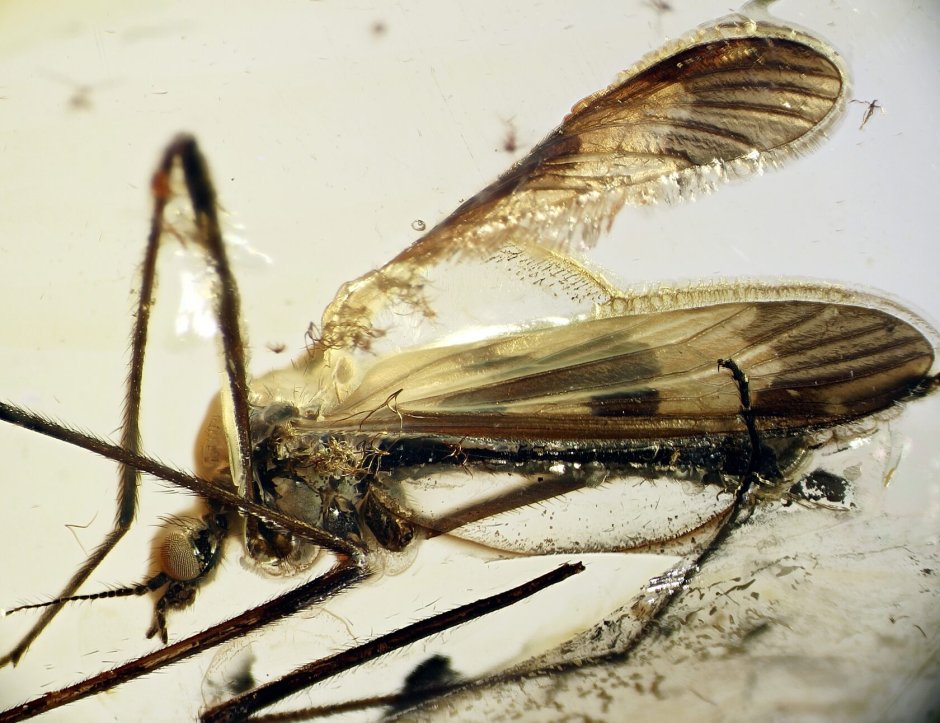 Малярийный комар анофелес