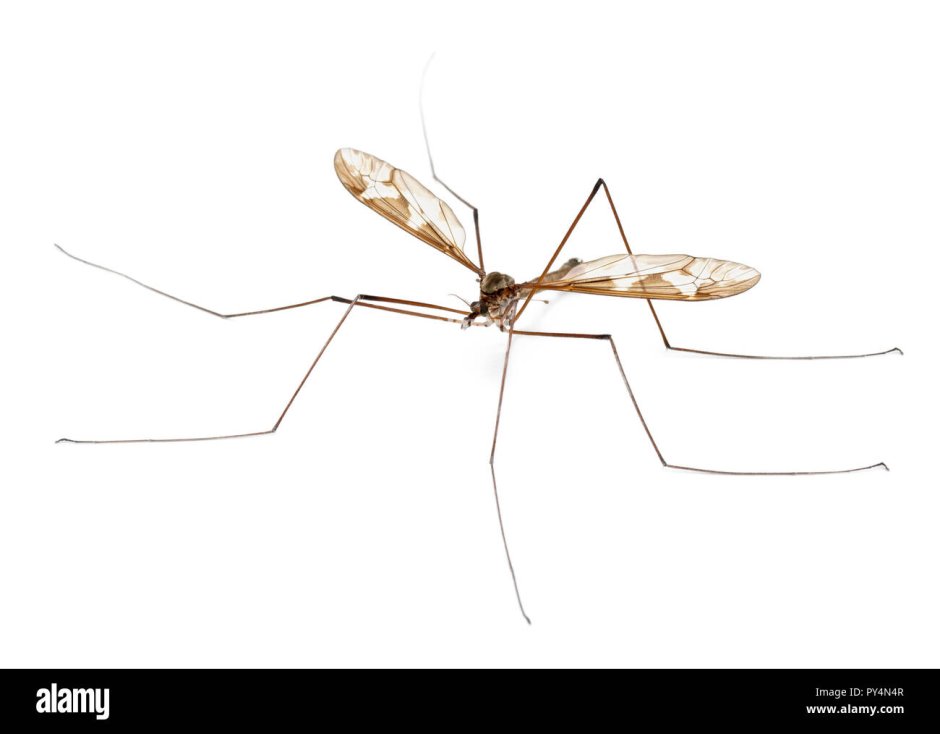 Комар долгоножка самец