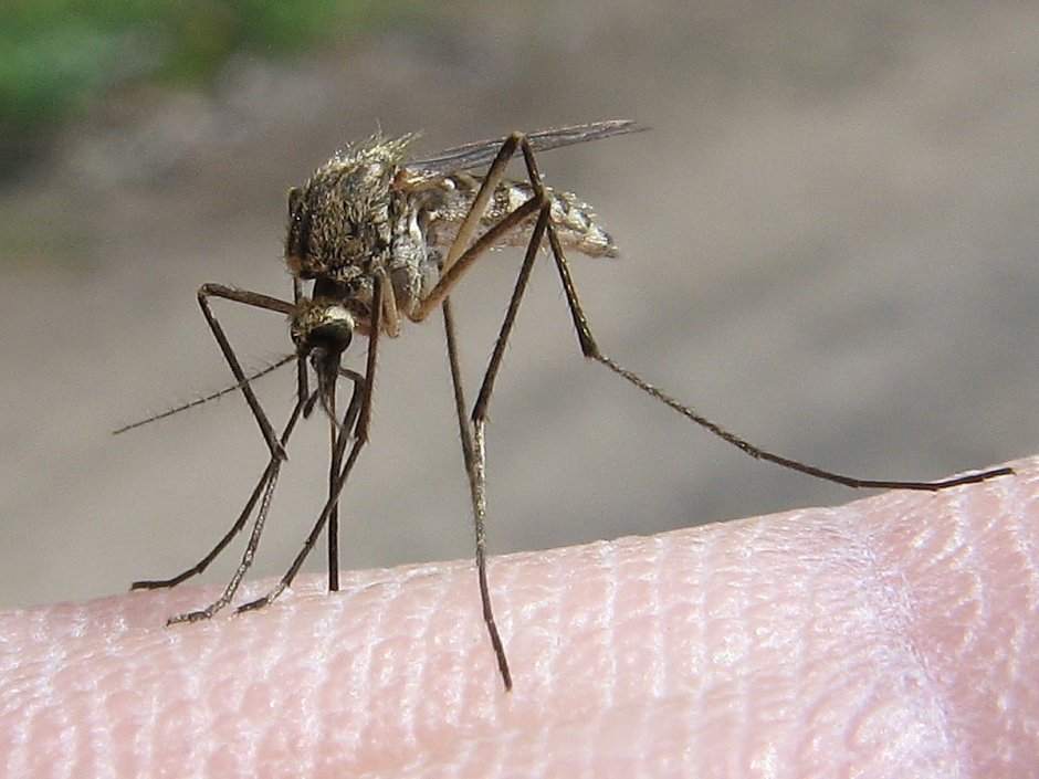 Долгоножка кольчатая