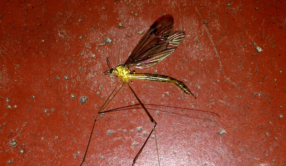 Комар на белом фоне вид сверху