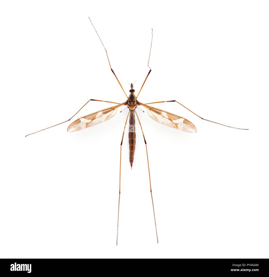 Комар Типула .