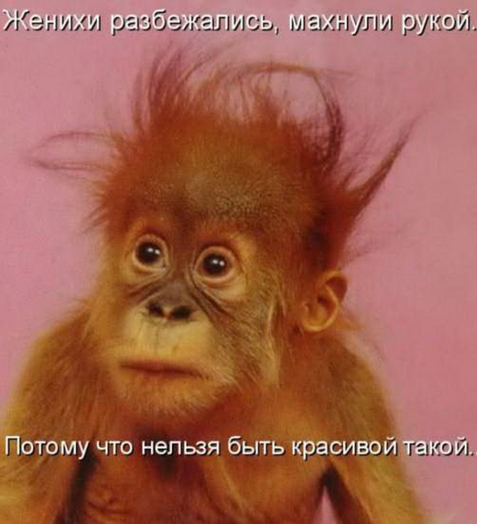 Задумчивая обезьяна