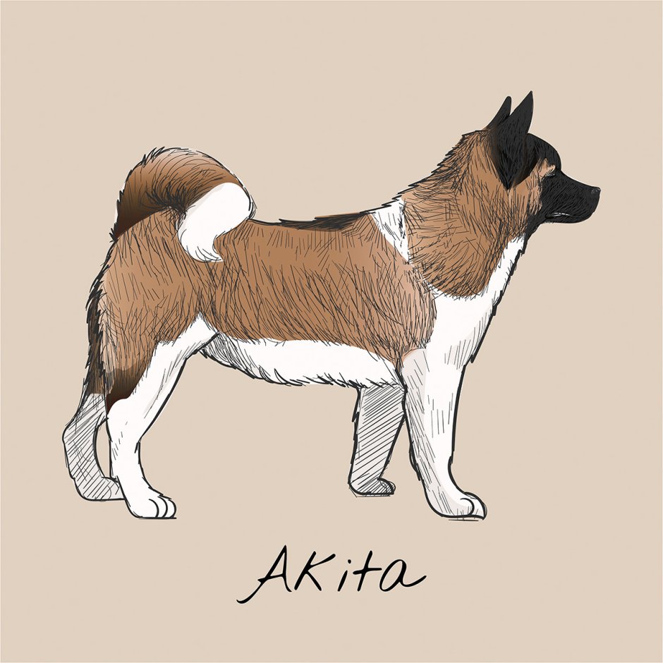 Американская Акита