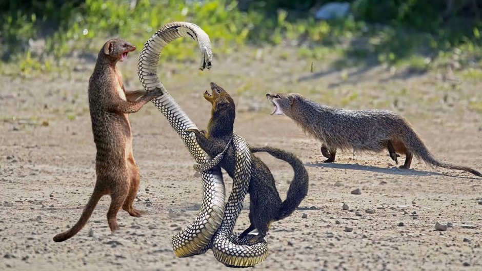 Мангуст и Кобра