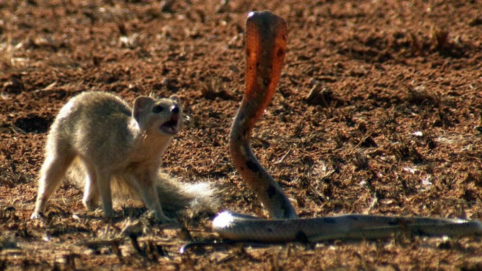 Змеи истребляют грызунов