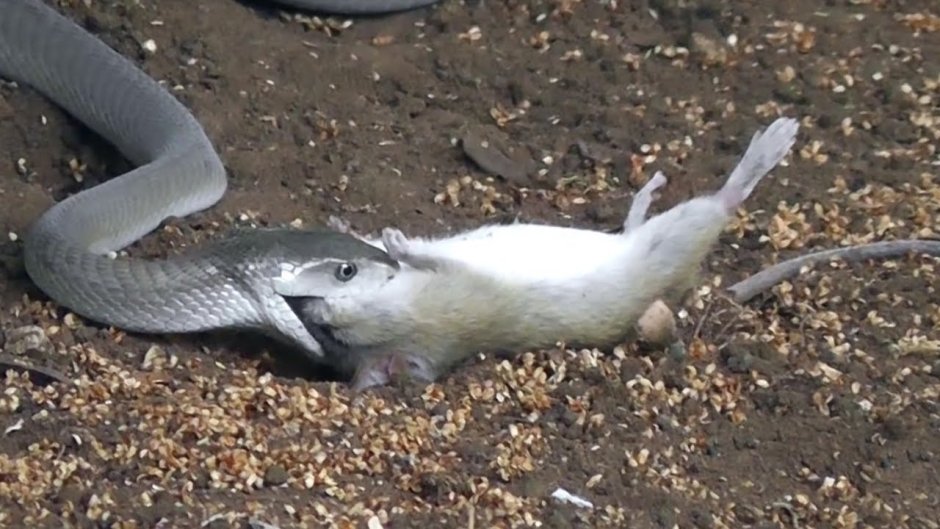 Комодский Варан против питона