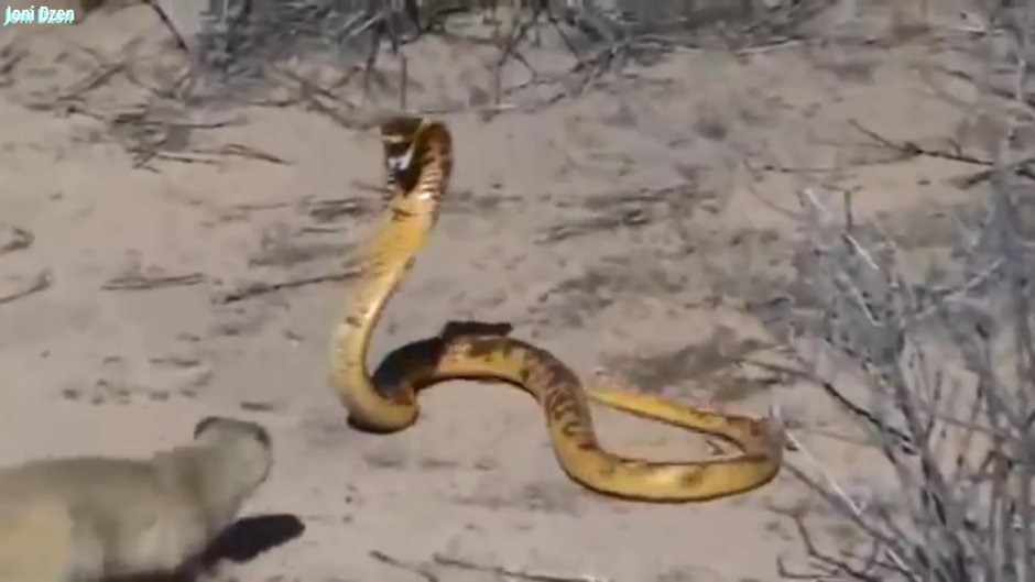 Мангуст ест змей