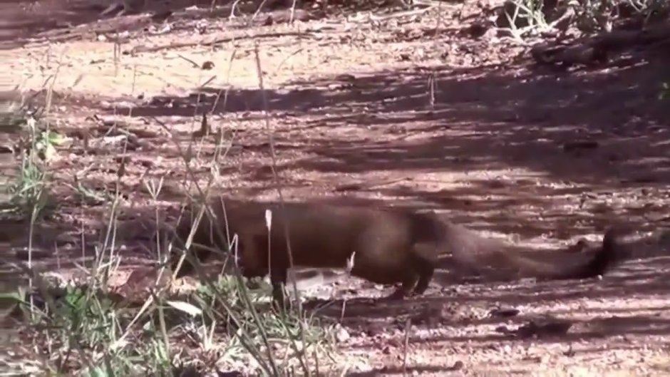 Мангуст защищает животных