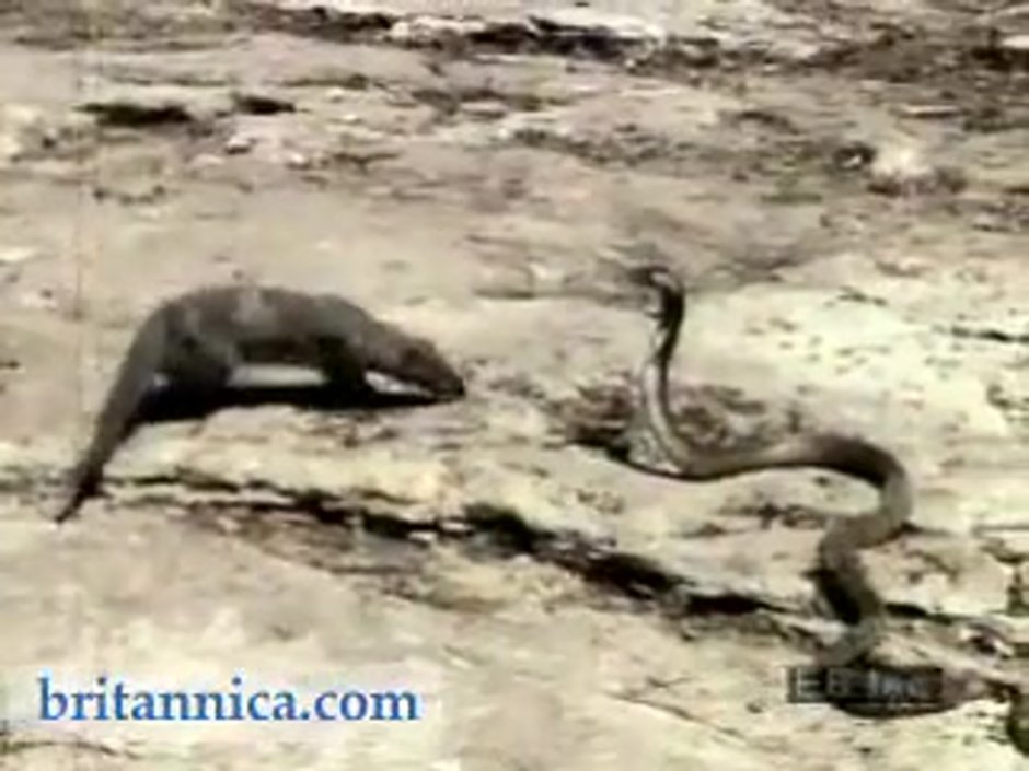 Барсук медоед против змеи