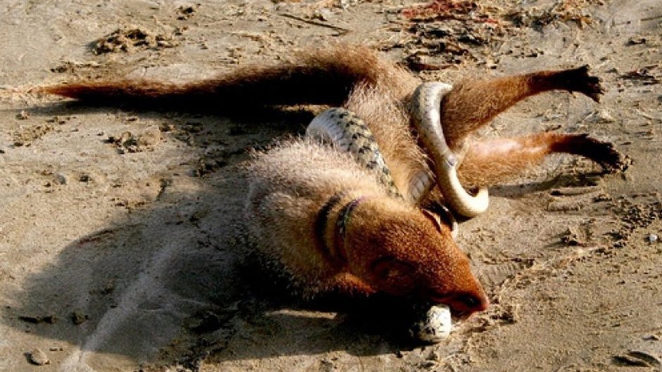 Сурикат против змеи