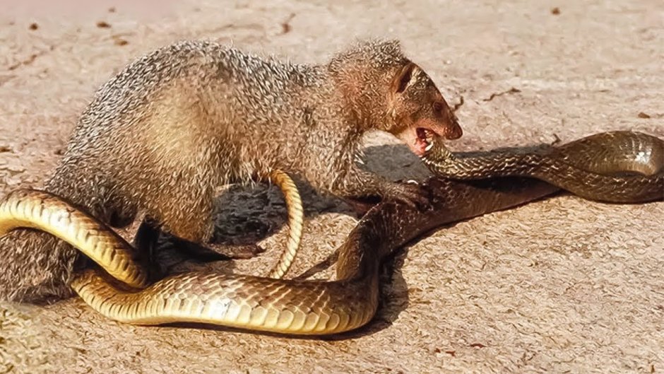 Мангуст вектор