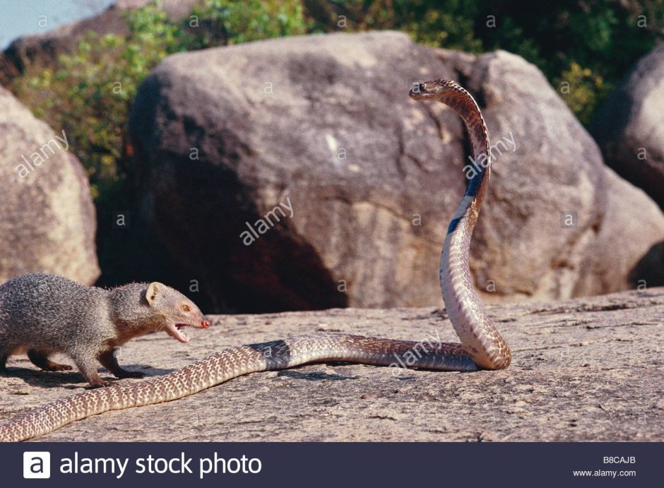 Битва мангуста с черной мамбой