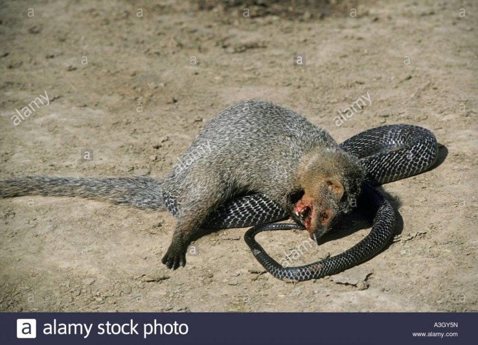 Мангуст Змеелов